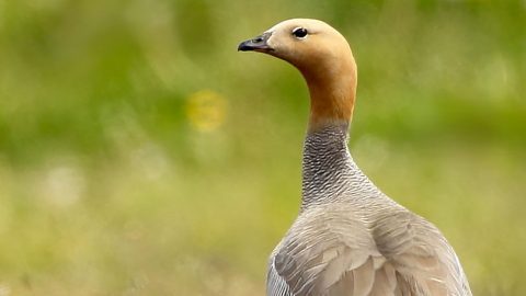 ruddy-headed goose by Pablo Andrés Cáceres