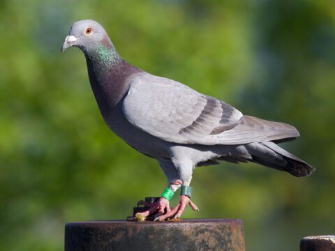 A gray bird stands with a green band on its foot.