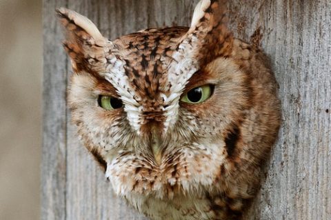 eastern screech owl roosting in a box