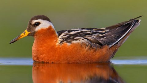 Red Phalarope by B.N. Singh via Birdshare