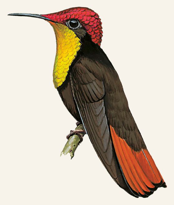 Illustration of a dark, brown bird with orange tail feathers, a yellow throat and a red cap and neck.