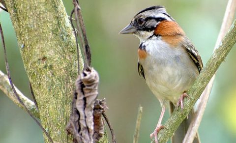 Rufous-collared Sparrow