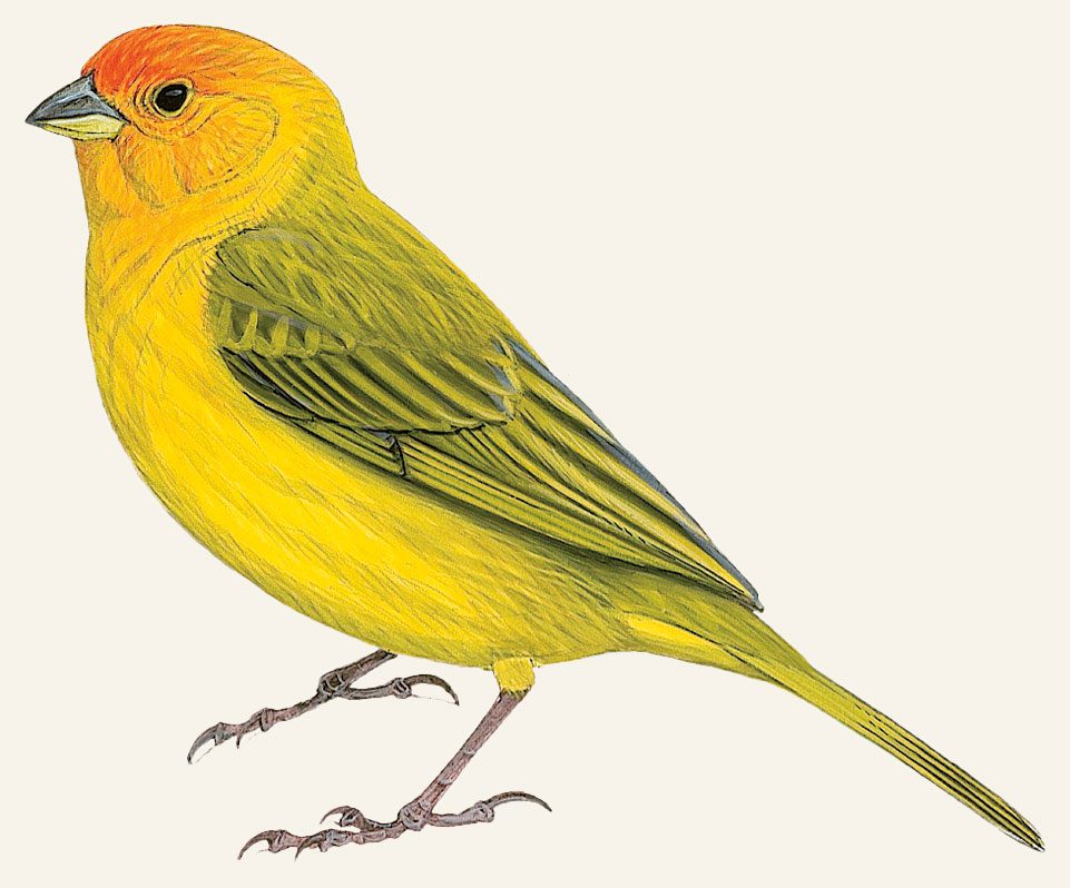 Illustration of a yellow bird with a wash of orange on the forehead