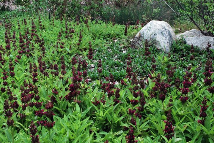 Salvia in California. Photo by Bri Weldon