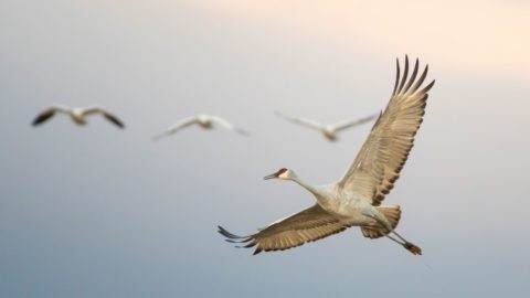 Sandhill Crane flying in front of Snow Geese