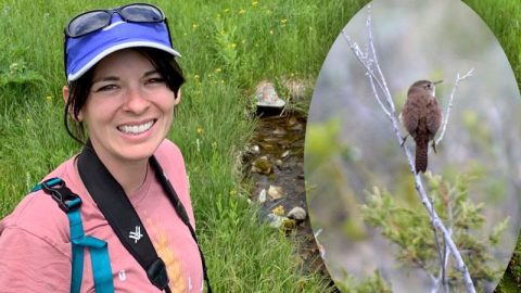 Sarah Kamis and her photo of a House Wren in Macaulay Library