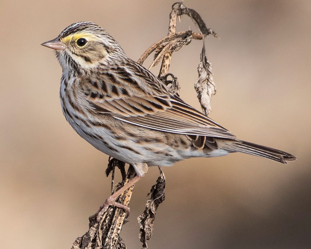 Savannah Sparrow by Bryan Calk/Macaulay Library