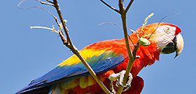 Scarlet Macaw