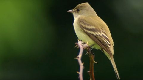 Willow Flycatcher