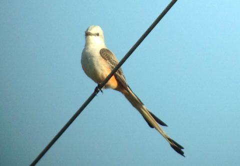 Scissor-tailed Flycatcher