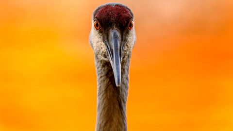 Sandhill Crane by Steve Jessmore.