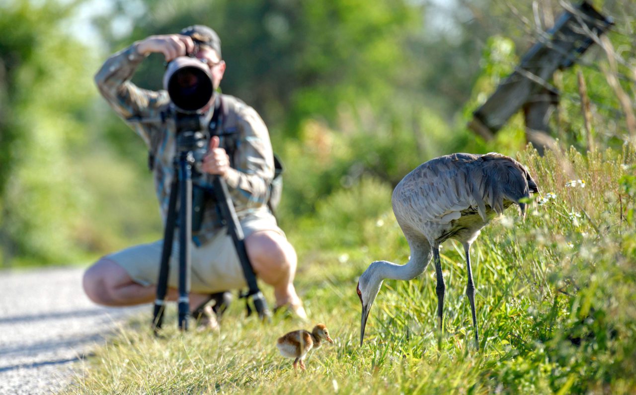 Vyn photographing Sandhill Cranes.