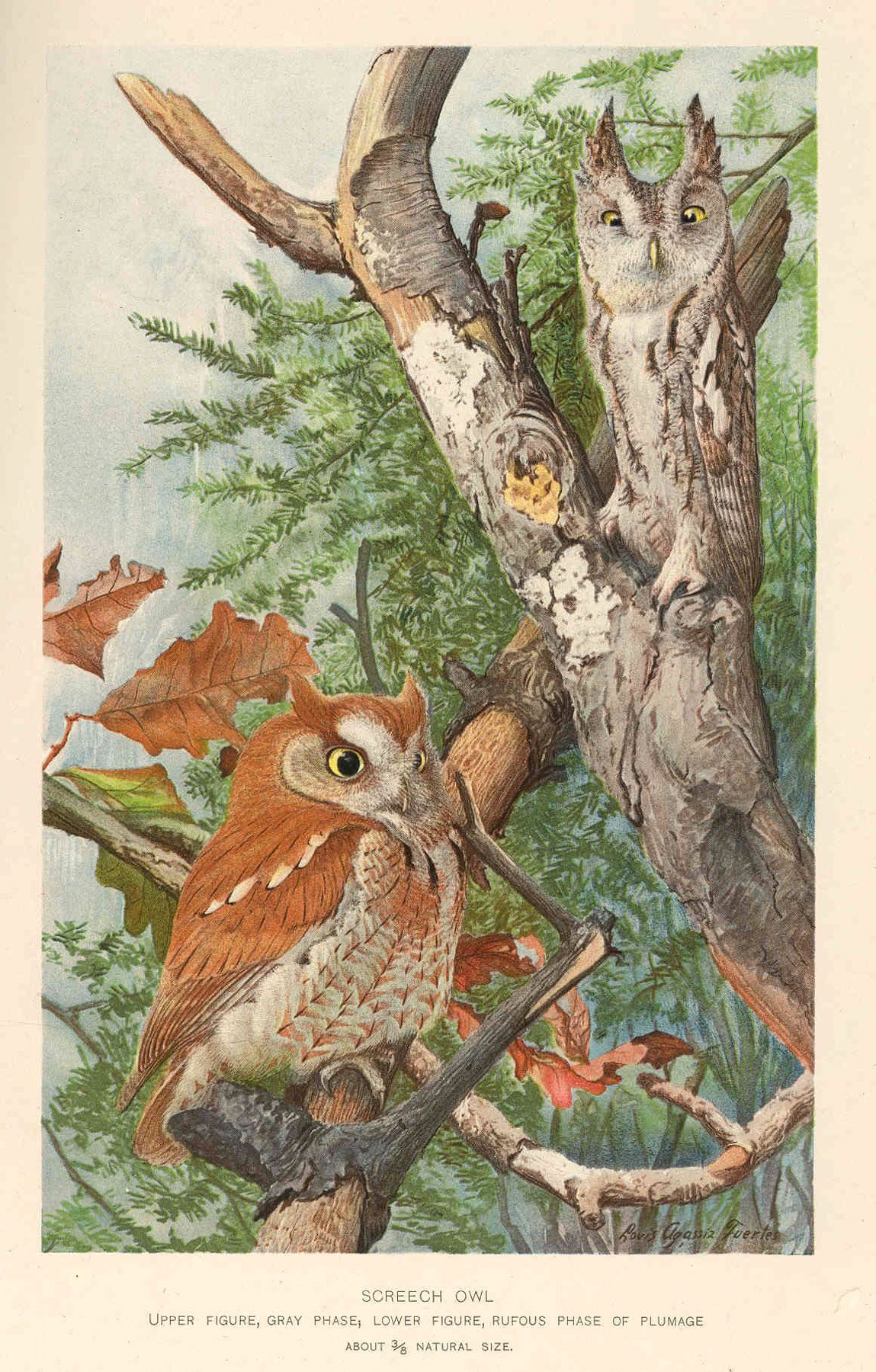 Illustration of two owls-one reddish and one gray.