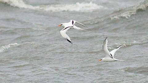 White-tailed tropicbirds