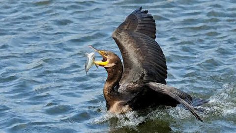 Double-crested Cormorant.