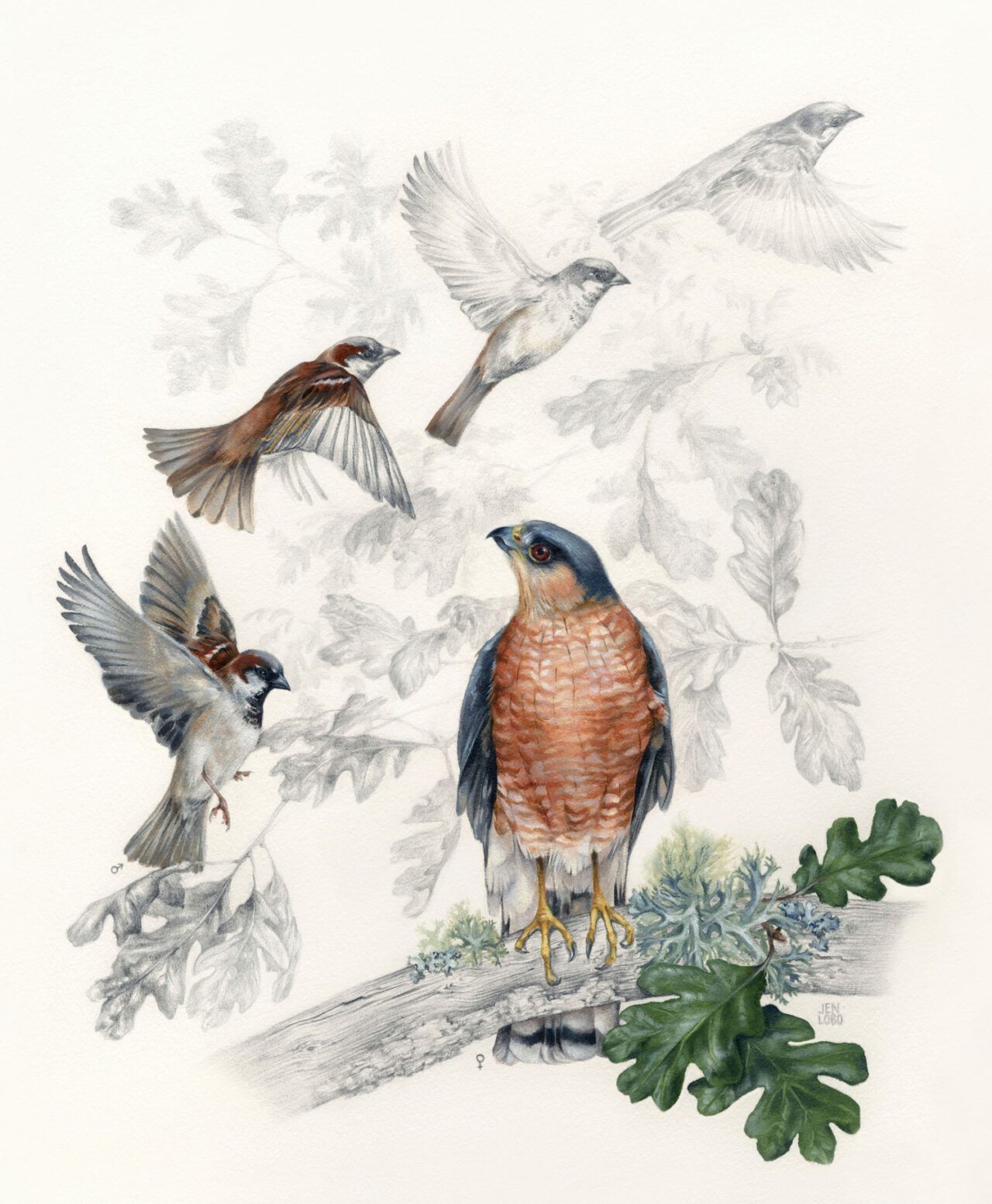 Illustration of a hawk watching sparrows fly by.