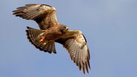 Swainson’s Hawk by Chris Vennum