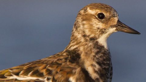 ruddy turnstone