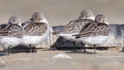 Shorebirds along the Yellow Sea inn China