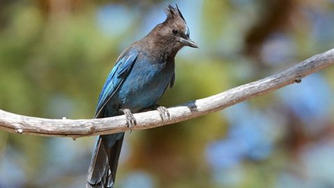 Steller's Jay, Los Angeles, CA, June 2015. David Hollie/Macaulay Library