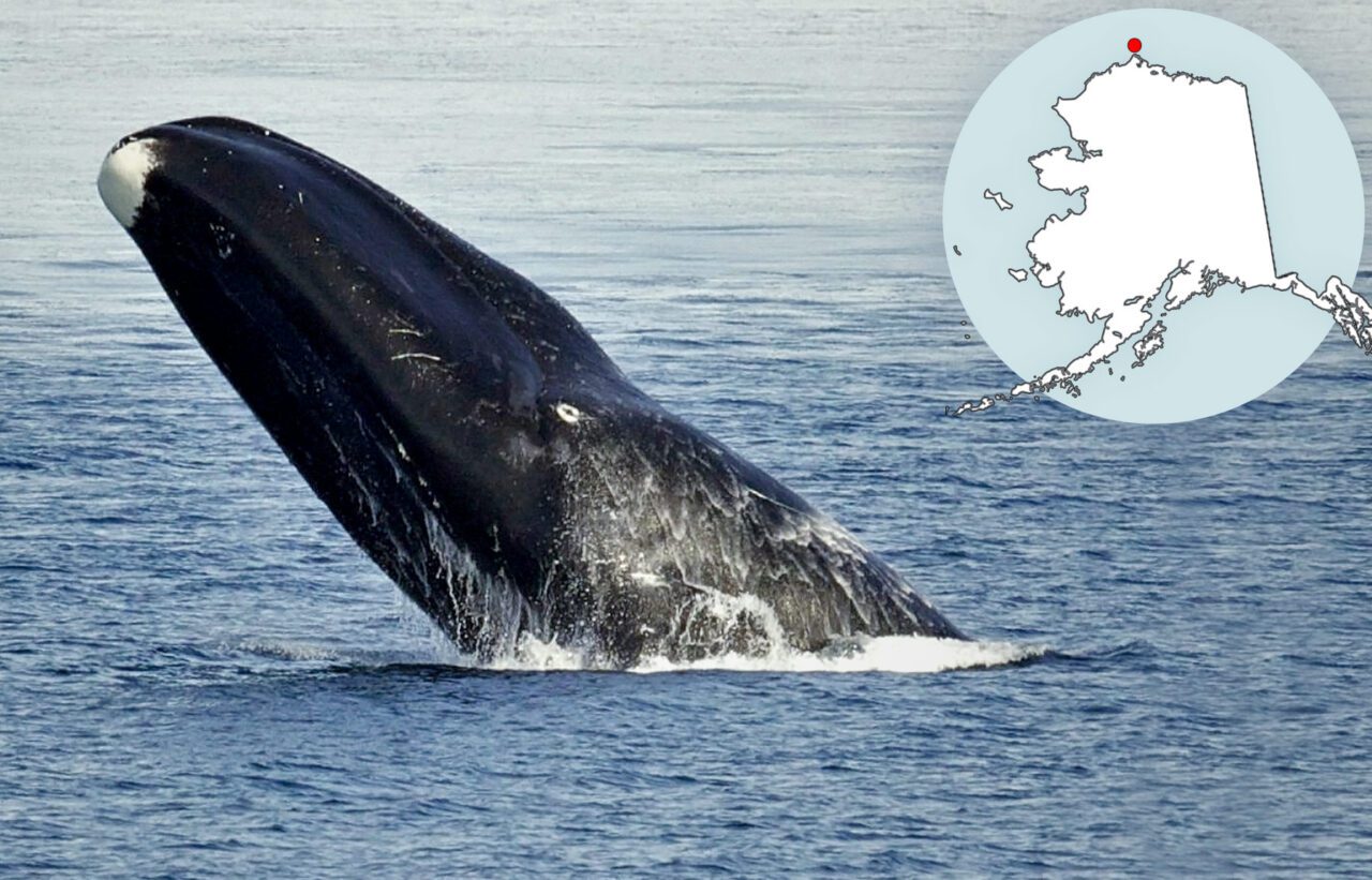 Head of a whale coming out of water, with superimposed map of Alaska.