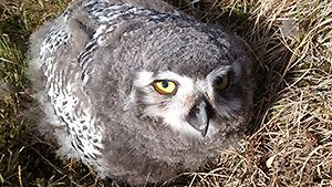 Snowy Owl chick