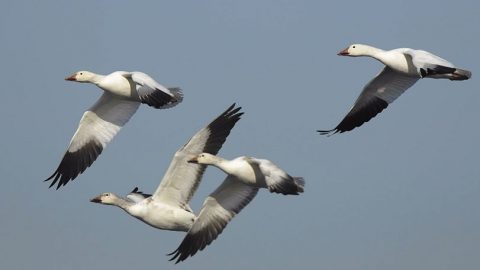 Snow Geese