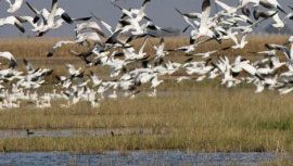 eBirders Help Identify Critical Shorebird Habitat in California's Central Valley