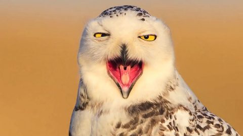 Snowy Owl