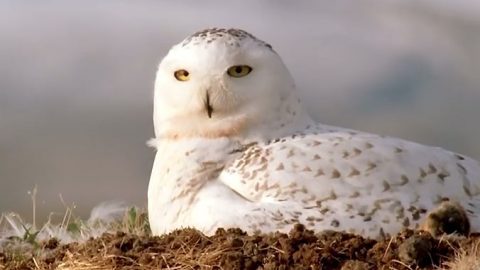 Snowy Owl