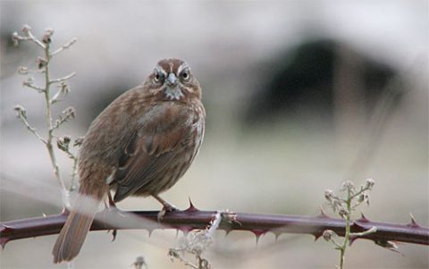 Song Sparrow