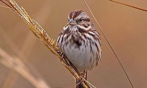 song sparrow