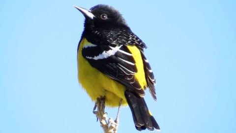 Scott’s Oriole. Emily Tornga/Macaulay Library. eBird S35048755.