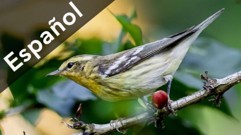 Coffee story- spanish version-Blackburnian Warbler