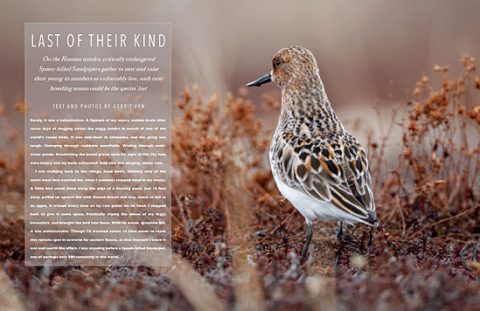 Last of their kind: Spoon-billed Sandpipers in eastern Russia