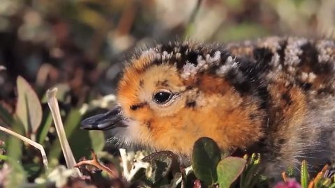 Spoon-billed Sandpiper chick