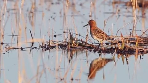 Spoon-billed Sandpiper foraging