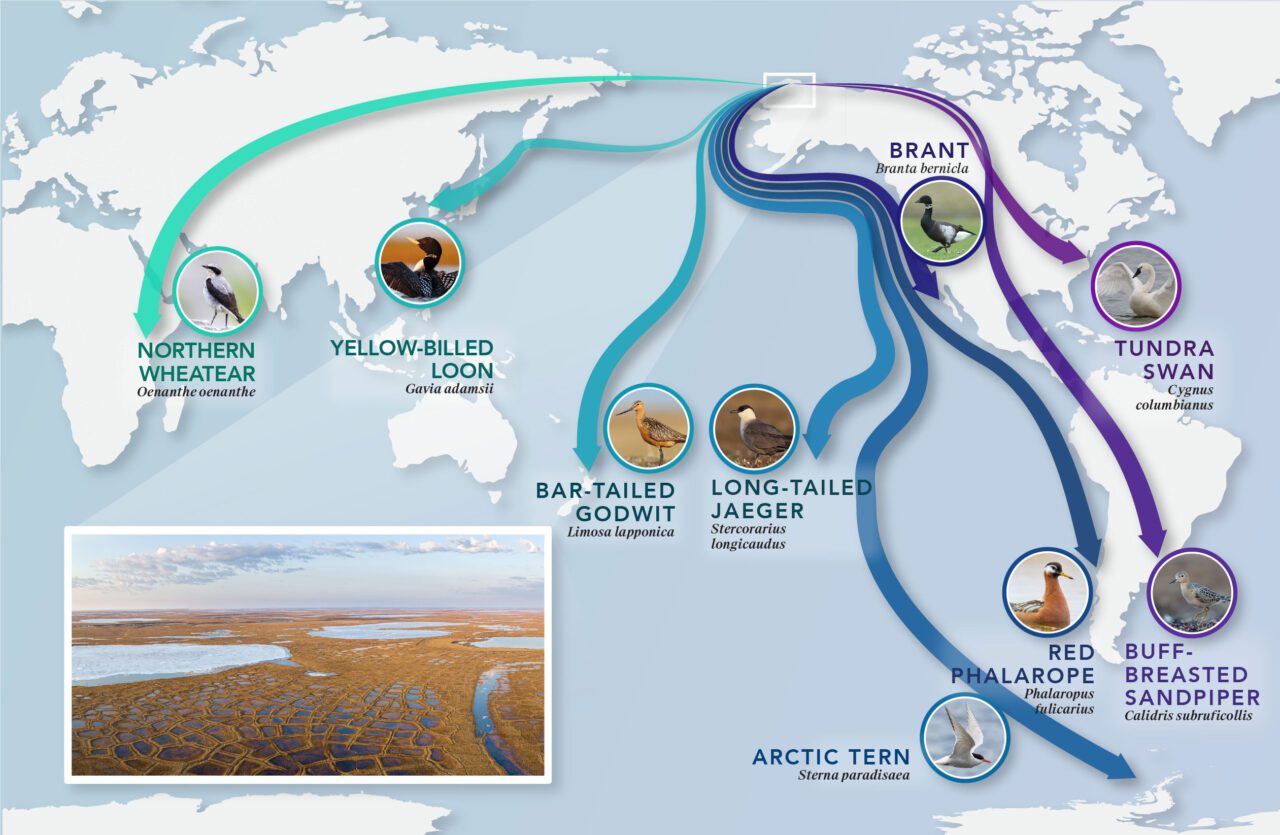 World map using colored arrows to show migration routes. Text: Northern Wheatear Oenanthe oenanthe; Yellow-billed Loon Gavia adamsii; Bar-tailed Godwit Limosa lapponica; Long-tailed Jaeger Stercorarius longicaudus; Brant Branta bernicla; Arctic Tern Sterna paradisaea; Red Phalarope Phalaropus fulicarius; Tundra Swan Cygnus columbianus; Buff-breasted Sandpiper Calidris subruficollis