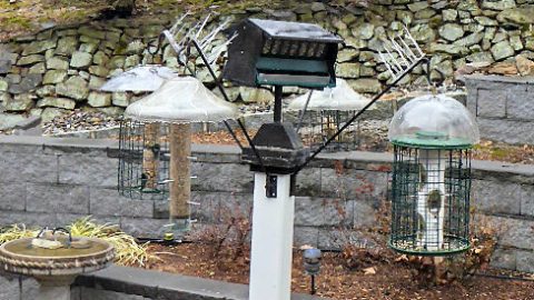 Squirrel proof feeder set-up photo © Dale Leppard