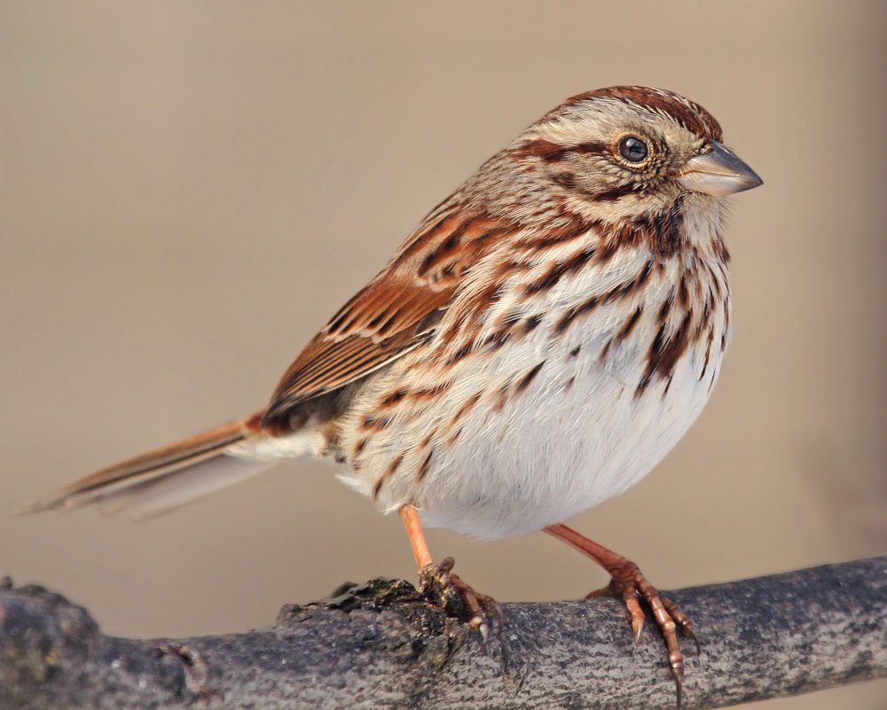 Song Sparrow by Ryan Schain/Macaulay Library.