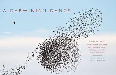 starling murmurations