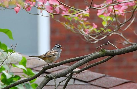 backyard bird watching