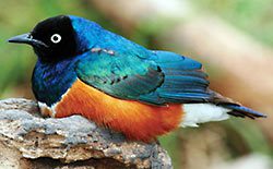 Superb Starling