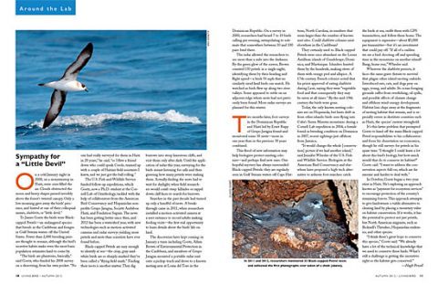 Black-capped Petrels in Haiti