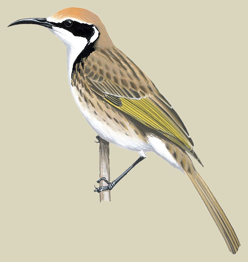 Illustration of a brown and beige patterned bird with yellow wing feathers, a white underside, orangey cap, thick black stripes across the eye, and a long-black, curved bill.