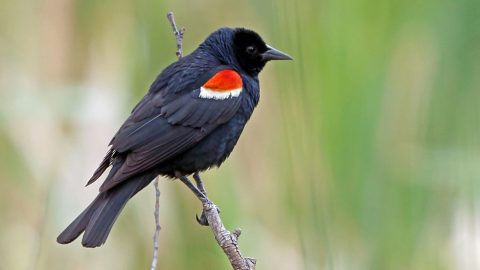 Tricolored Blackbird by Nigel Voaden/Macaulay Library, ML46575451