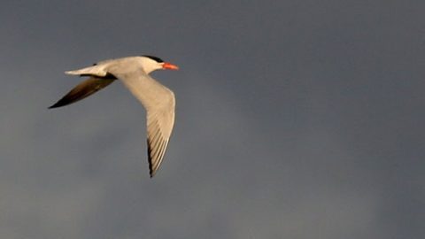 Caspian Tern by Tim Lenz/Macaulay Library