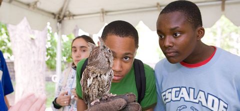 students view owl at a celebrate urban birds event