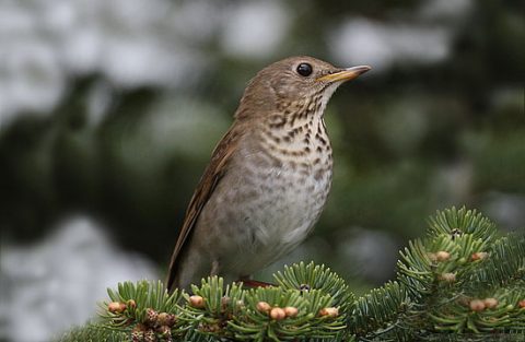 Bicknell's Thrush