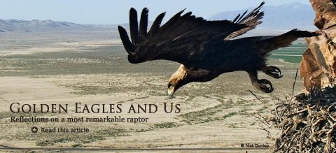 Golden Eagle taking off from nest